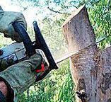 Best Tree Maintenance Programs  in Brigantine, NJ