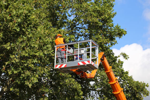 Best Tree Mulching  in Brigantine, NJ
