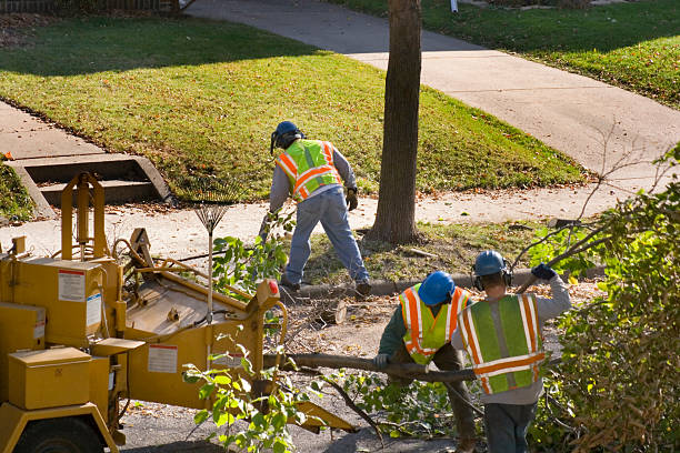 Best Firewood Processing and Delivery  in Brigantine, NJ