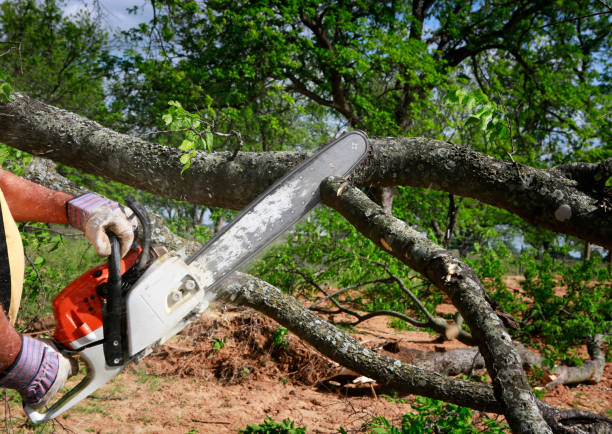 Professional Tree Removal in Brigantine, NJ