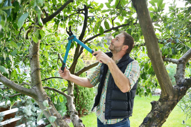 Best Tree and Shrub Care  in Brigantine, NJ